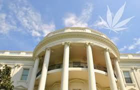 White House weed.jpg
